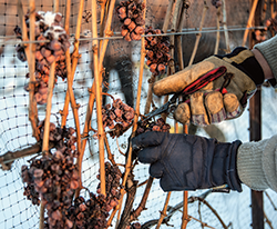 Grapes for ice wine