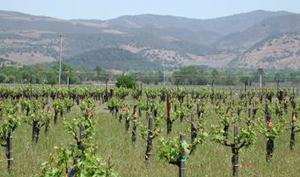oakville experimental vineyard