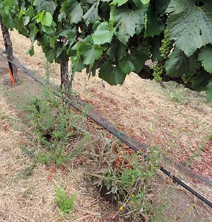 weed herbicide vineyard