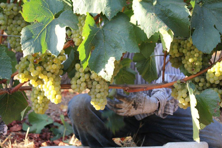 wine vineyard harvest grapes AVA use