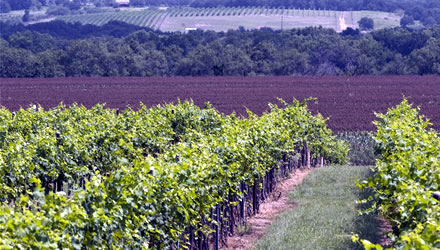 Brennan Vineyards, Texas Wine