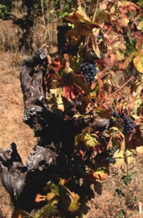 Organic Vineyard Monitoring